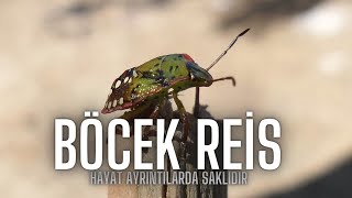 Görmesini Bilene Ağaç Böcek Dolu  #BöcekReis (Hemiptera)