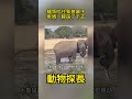 鱷魚死死咬住象崽鼻子，象媽一腳踩下去整個世界都安靜了 動物世界 大象