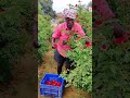 roja flowers harvesting.. 🌹🌹