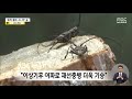 집중취재m 단풍철 벌써 왔나 ‥알고보니 소나무 무덤 2022.09.26 뉴스데스크 mbc