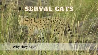 Why Serval Cats have the longest legs among felines