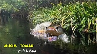 MUSIM IKAN TOMAN SUDAH TIBA.!! MANCING TOMAN DI SUNGAI AIR HITAM BER TUBI TUBI SAMBARAN NYA