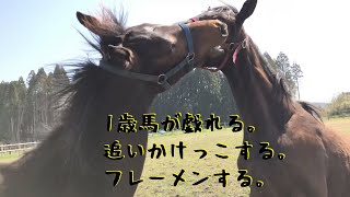 1歳馬が戯れる。追いかけっこする。 フレーメンする。