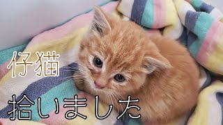 【保護猫】生後1か月の仔猫を拾ったので飼うことにしました