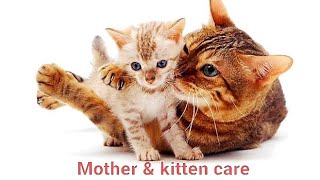 Newborn Kittens care \u0026 tips| মা ও বাচ্চা  বিড়ালের যত্ন | Persian Cat | Cat life |