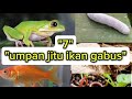 7 Umpan Jitu mancing Ikan Gabus