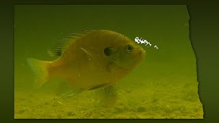 Devils Lake and Red River Fishing Preview 2022- 04-04-2022