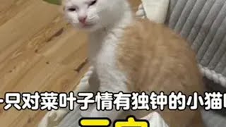 一只对菜叶子情有独钟的猫咪，原来小怪爱吃菜是真的 小猫是平淡生活的解药 小猫治愈世界 这个世界不能没有小猫 谁能拒绝傻憨憨的小猫咪