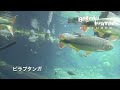 アマゾンソード の 草原 に 生息する魚たち 巨大な エキノドルス ピラプタンガ の大群 水中映像