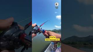 ล่าชะโดยักษ์ ในดงใยแมงมุม Ep.2 #fishing #ตกปลา #automobile