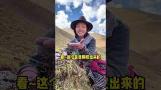 族人的主要收入从哪儿来？ 牧区姑娘家里挖一个月虫草，运气好的时候家庭收入可以有30万