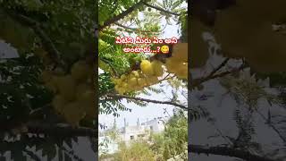 వీటిని మీరు ఏమని పిలుస్తారు || 😋😋