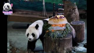 20160830 團團圓圓12歲生日慶生會 The Giant Panda Yuan Yuan