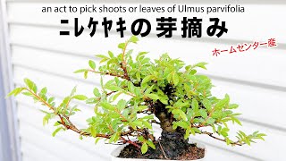 ホムセン産ニレケヤキを芽摘みしてみた