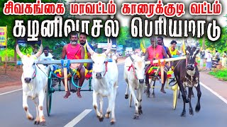 1சிவகங்கை(மா) கழனிவாசல் பெரியமாடு - 12.07.2023