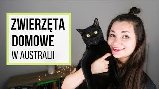 Zwierzęta domowe w Australii - koszty, przepisy, ciekawostki