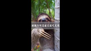 树懒行动如此迟缓，为什么没被天敌吃灭绝呢？  #夏日科普星探企划  #奇妙知识在抖音  #动物