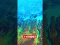 小琉球龍蝦洞 光這裡就有很多海龜可以觀賞 shorts dronevideo dronefly