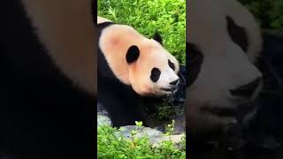 游客将折叠椅掉落福宝园区，福宝叼着想要还给游客！#shorts #panda