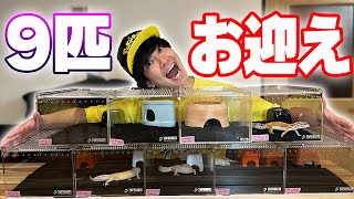 外国のトカゲモドキを一気に9匹お迎えしました