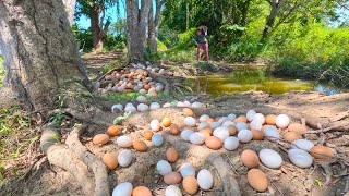 WOW WOW Amazing The beautiful farmer found many duck eggs under the tree