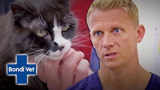 Crazy Cat Man's Cat, Moggy Is Extremely Underweight! | Full Episode | E22 | Bondi Vet