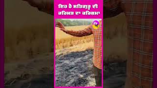 SIRSA, fire in wheat field : ਕਣਕ ਦੇ ਖੇਤ ਵਿੱਚ ਲੱਗੀ ਅੱਗ | Miracle