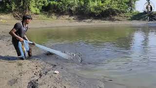 Catching lots of fish!!! ଜାଲରୁ ଖସିଗଲା 10 କିଲିଆ ଶେଉଳ। Fish Farming...