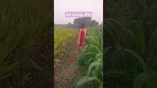 మా పసుపు తోట #mirchi  #turmericfarming #shorts