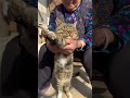 猫猫不会说谢谢它能做的就是陪着老人老人与猫狸花猫 聪颖 猫粮 被猫猫治愈的瞬间