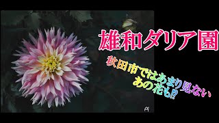 雄和のダリア園に行ってきたよ‼秋田であの花が見られる⁉