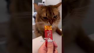 猫とのお風呂の時間に癒される #アビシニアン #ソマリ