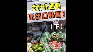 为什么不把国内西瓜，出口到韩国？#科技周周 #科技启示录 #西瓜 #韩国