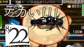 80mmの超巨大オオクワガタ!?【ぼくのなつやすみ2】8月22日