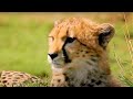 Cheetah And Lion Cubs Play On The Savanna | Little Big Cat | BBC Earth Kids