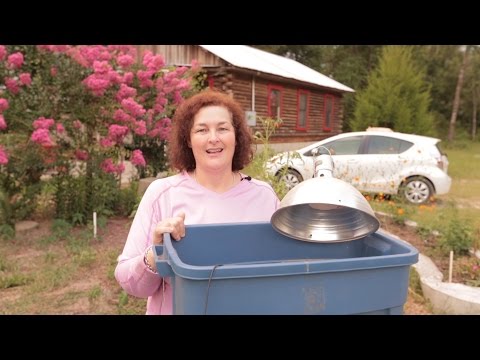 How to keep baby chickens happy. How to keep baby chickens happy.