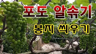 [텃밭농부 1,569]  포도 마지막 알솎기와 봉지 씌우기 #포도재배