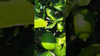 Lemon #food #vegetables #viralvideo #highlighlights #subscribe #fyp