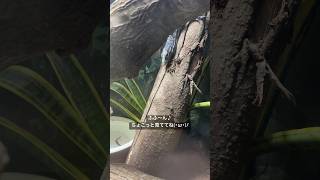 上手に滑り降りる～  アオホソオオトカゲ  《天王寺動物園》