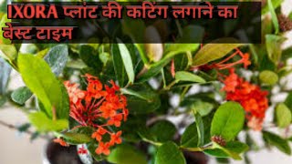 IXORA की कटिंग न लगने का सवाल ही नहीं है।टॉप सीक्रेट तरीका ll how to grow IXORA plant cutting