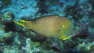 Latent slingjaw wrasse, Epibulus brevis, male