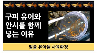 구피 유어와 안시 합사하는 이유