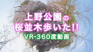 上野公園の桜並木歩いた!!｜UENO PARK SAKURA  #360度動画 #VR