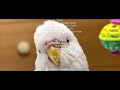 走るインコは超絶かわいい「走れ！しどちゃん！」