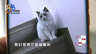 布偶买回家没活几天，猫瘟怎么得的【1818黄金眼】