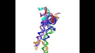 Thermal motion of a 3-arm DNA tile