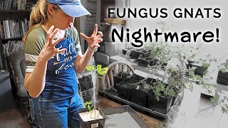 The Surprising Fix for Fungus Gnats