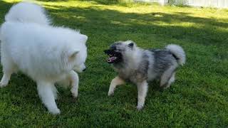 Samoyed and Keeshond - Wrestlemania: The Rematch