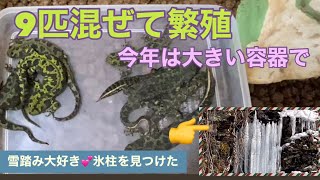 【マダライモリ】今年の繁殖期❗️失敗は成功の本9匹混ぜて繁殖