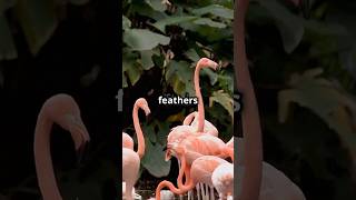 Amazing Facts About Flamingo's #shorts #wildlife #flamingo